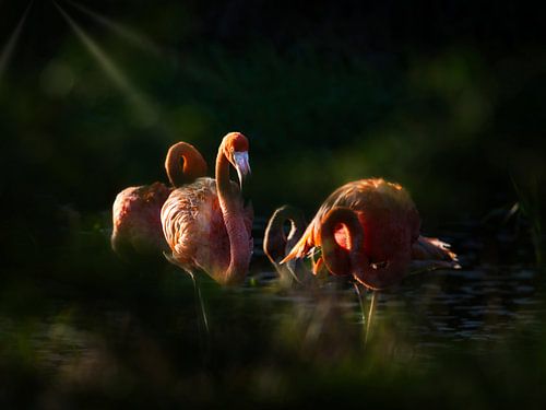 Flamants roses dans la lumière du soir.