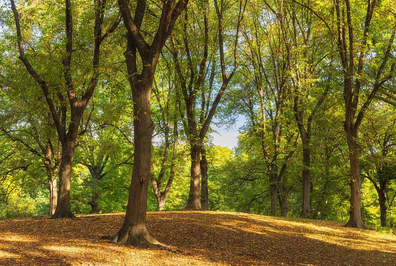 Central Park New York City - USA by Marcel Kerdijk