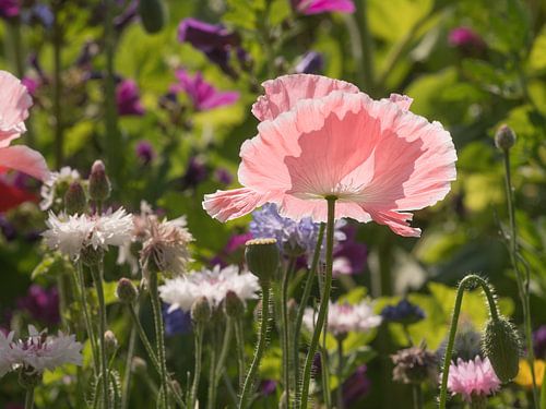 Klaprozen en korenbloemen