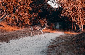 Herbstliche Schönheit: Hirsche im goldenen Sonnenuntergang von Inez Nina Aarts