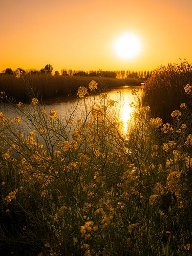 Colza à la lumière du soir