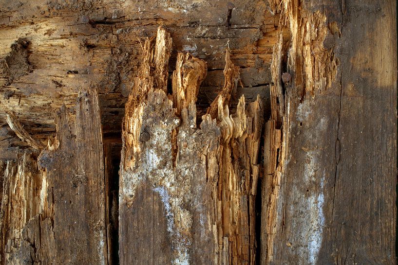 De oudere van Andreas Wemmje