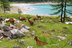 Ziegenherde am Ufer des Neves-Stausees, Südtirol