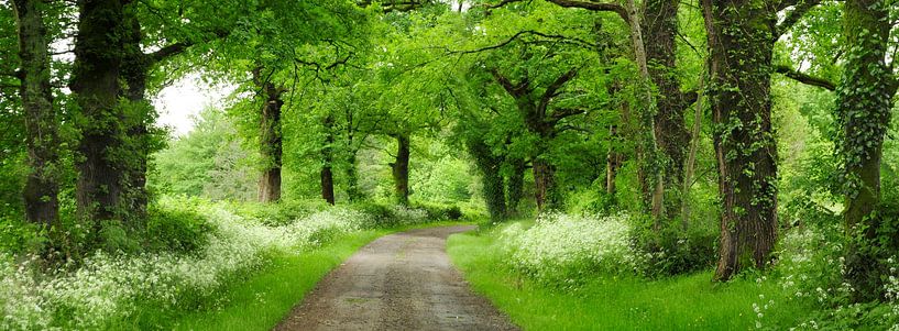 Landschap met eiken in de lente van Corinne Welp