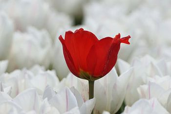 Stille Kraft – Rote Tulpe auf weißem Hintergrund