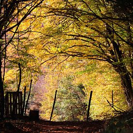 Lumières d'automne sur Stefan Keiner