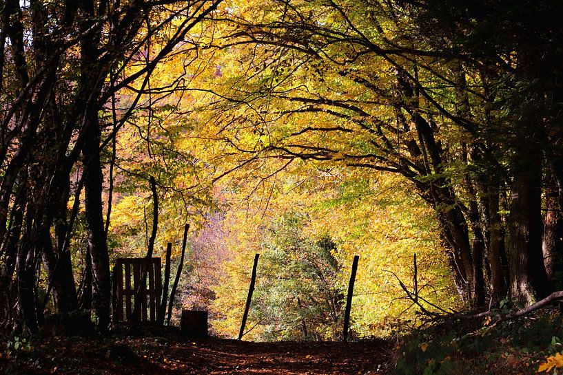 Autumn lights by Stefan Keiner