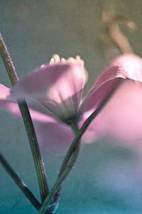 clematis