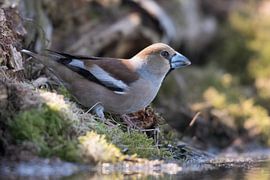 Apfelfink von Merijn Loch