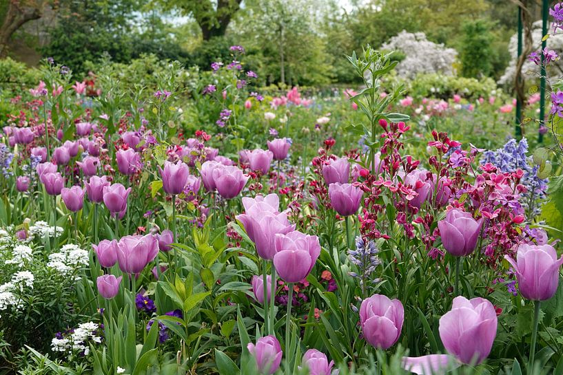 Tulpenpracht in de tuin van Monet van Aagje de Jong