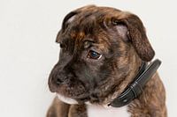 Puppy Pablo