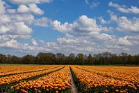 Tulpenveld