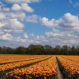 Tulip Field by Ina Bloemendal