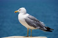 Une mouette à pattes jaunes sur un pilier au bord de la mer.