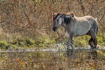 konikpaard door het water