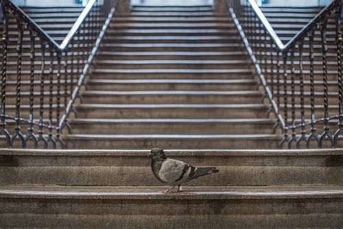 Authentieke Straatfotografie: Steenduif op een Trap – Rauw en Sfeervol Stadsbeeld