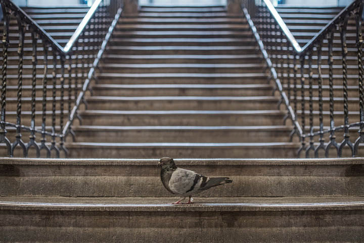Authentieke Straatfotografie: Steenduif op een Trap – Rauw en Sfeervol Stadsbeeld van <span class="secondary-font">Elianne van Turennout</span>