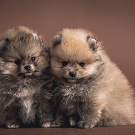 Two cute fluffy little Keeshonds in the studio by Jan de Wild