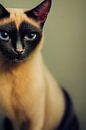 Kat van Max Steinwald thumbnail