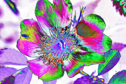 Brightly coloured dog rose