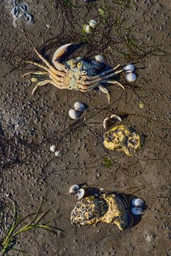 Low tide in the Wadden Sea National Park,North Sea,Germany by Peter Eckert