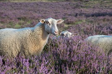Moutons sur la bruyère fleurie sur Jasper Los