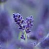 Lavendel  by Lonneke Klomp