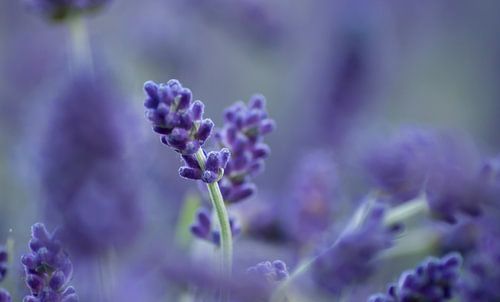 Lavendel 
