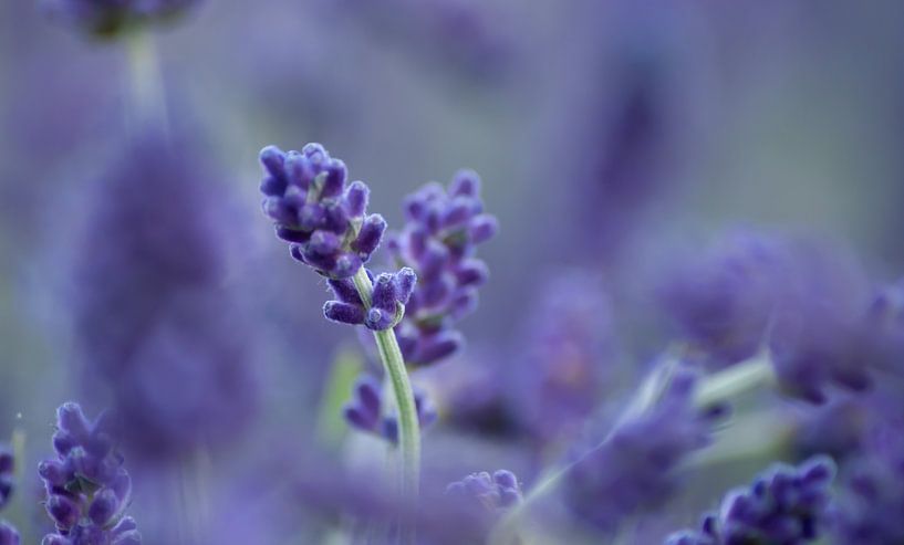 Lavendel  van Lonneke Klomp