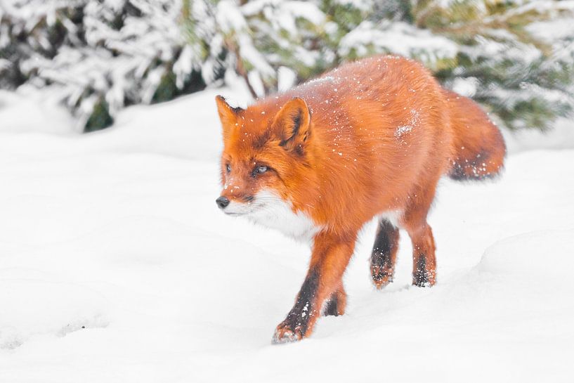 Ein schwungvoller Fuchs im Wald. Schnüffelt suchen . Wunderschöner roter flauschiger Fuchs im Schnee von Michael Semenov