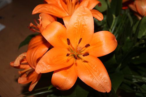 Vurig in bloei - Oranje lelie