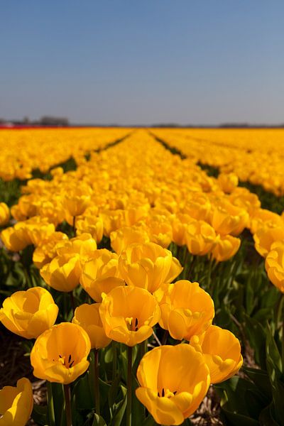 Tulpenveld by Ben Deiman