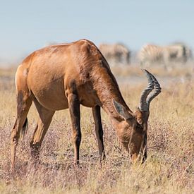 Red hartebeest in front of zebras by Bas Ronteltap