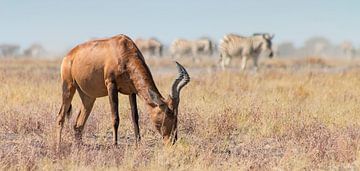 Rood hartenbeest op de savanne met zebra's op de achtergrond van Bas Ronteltap