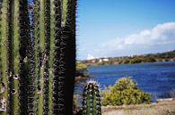 Curaçao - Cactus van Rowenda Hulsebos thumbnail