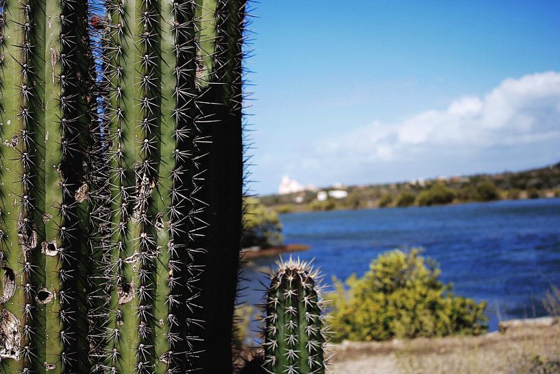 Curaçao - Cactus van Rowenda Hulsebos