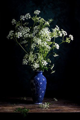 Dutch Glory Meadowlark