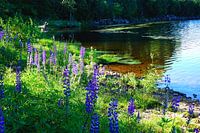 Lupines on the River Bank in Norway