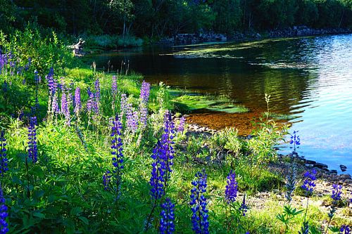 Lupinen am Flussufer in Norwegen