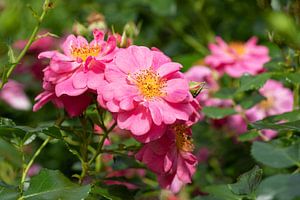 Rose, Rosa