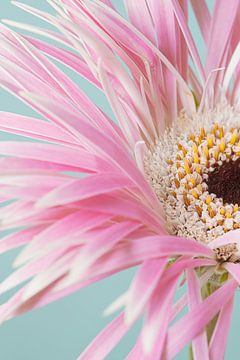 Close-up van een stukje roze - witte Gerbera (verticaal) van Marjolijn van den Berg