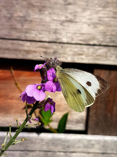 Butterfly by Joelle van Buren