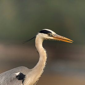 Héron bleu sur Petra Lakerveld