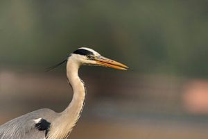 Blauwe reiger van Petra Lakerveld