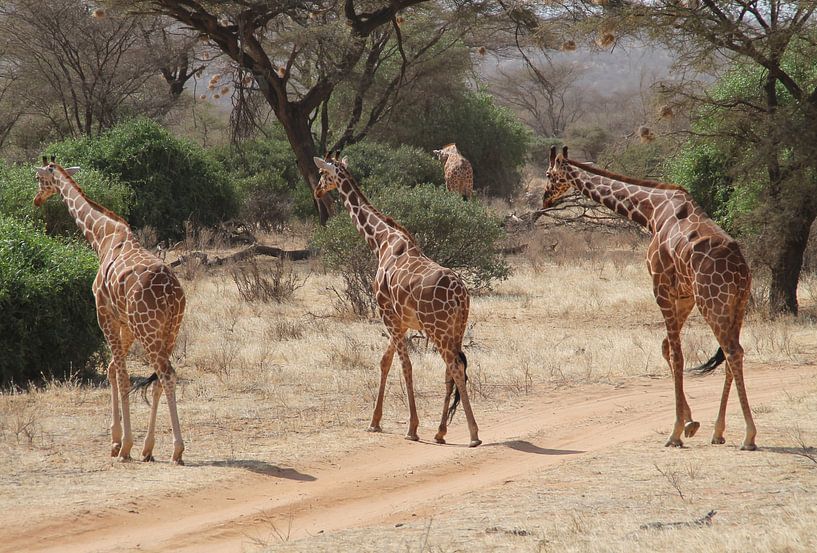 Giraffen in Kenia von Tineke Mols