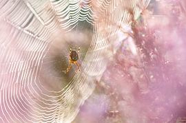 Gekreuzte Spinne von Stijn Smits