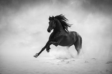 Galloping fries horse | black&white | horse photography by Laura Dijkslag