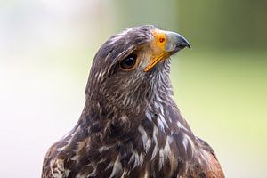 Porträt Bussard.