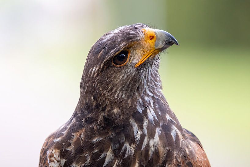 Portrait Buzzard. par Janny Beimers