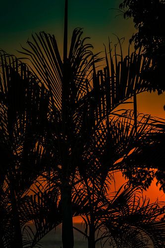 Zonsondergang achter plamboom